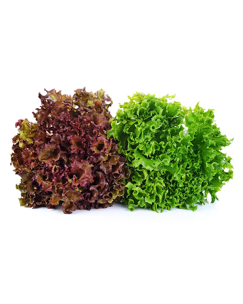 Insalata lollo verde e rossa 3/400 gr.