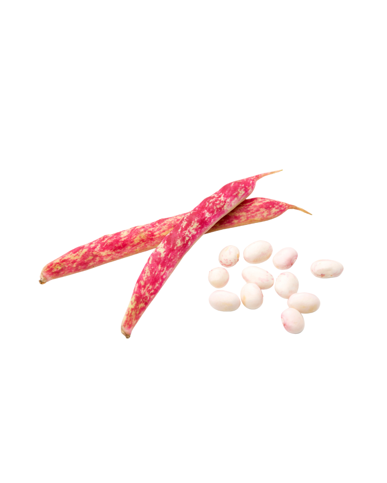 due bucce di fagioli borlotti e fagioli borlotti puliti