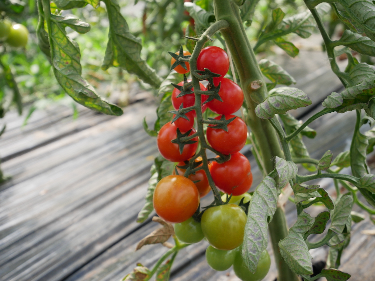 Grappolo di pomodori rossi e verdi in serra