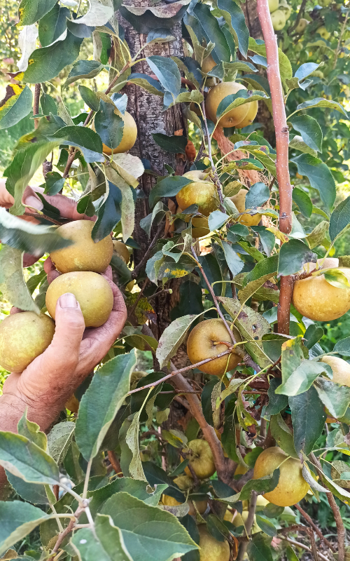 Mani che raccolgono mele dall'albero