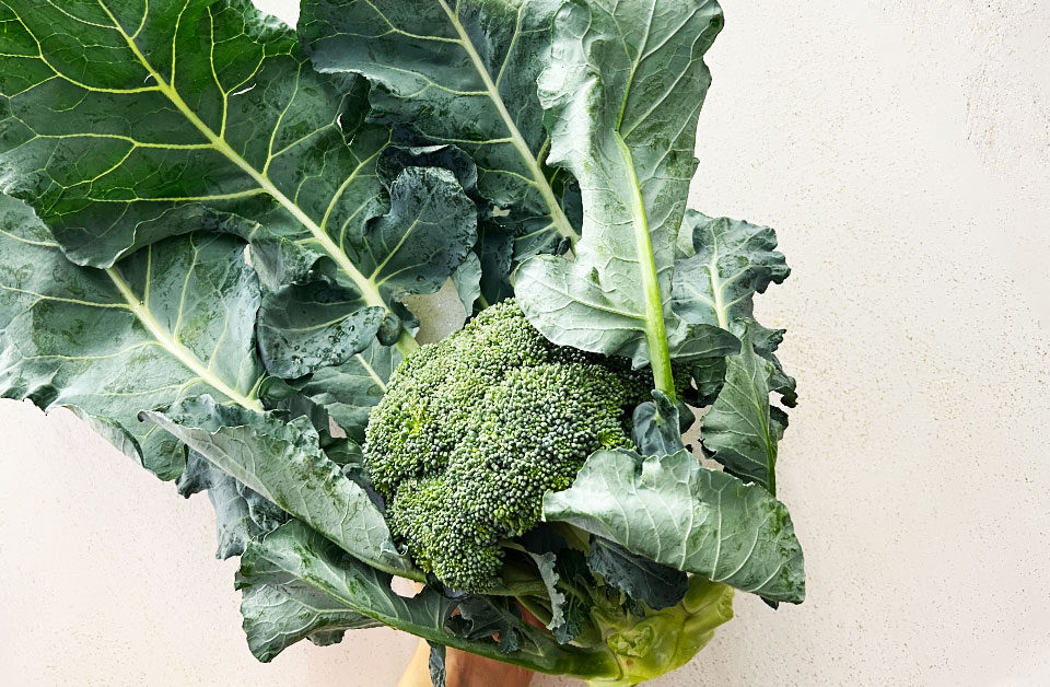 Broccolo siciliano