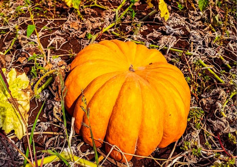 Zucca intera su terreno con foglie