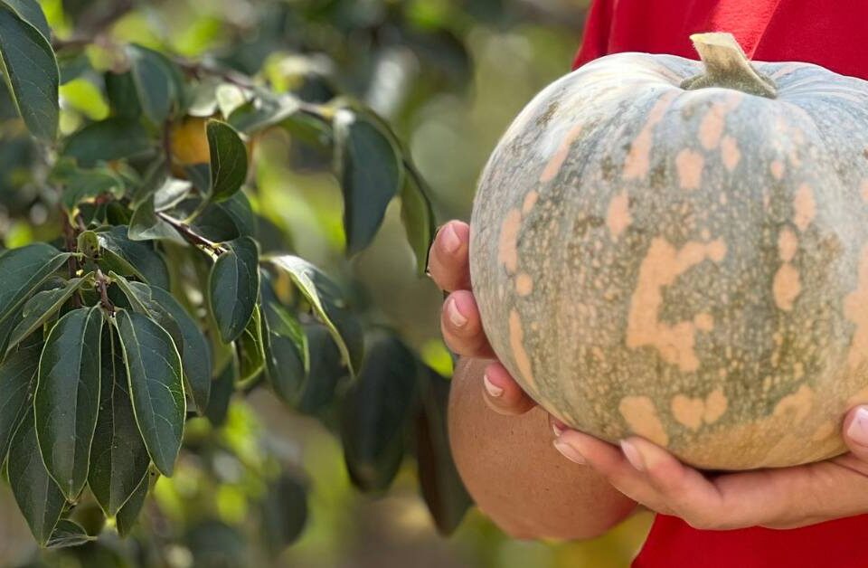 Mani che reggono una zucca intera