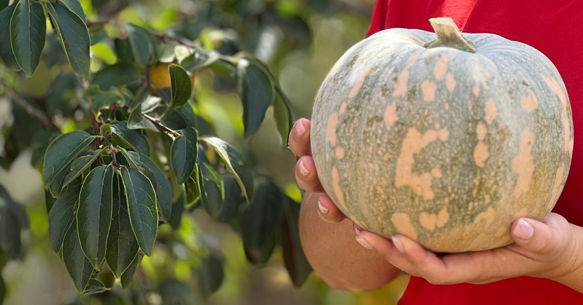 Mani che reggono una zucca intera