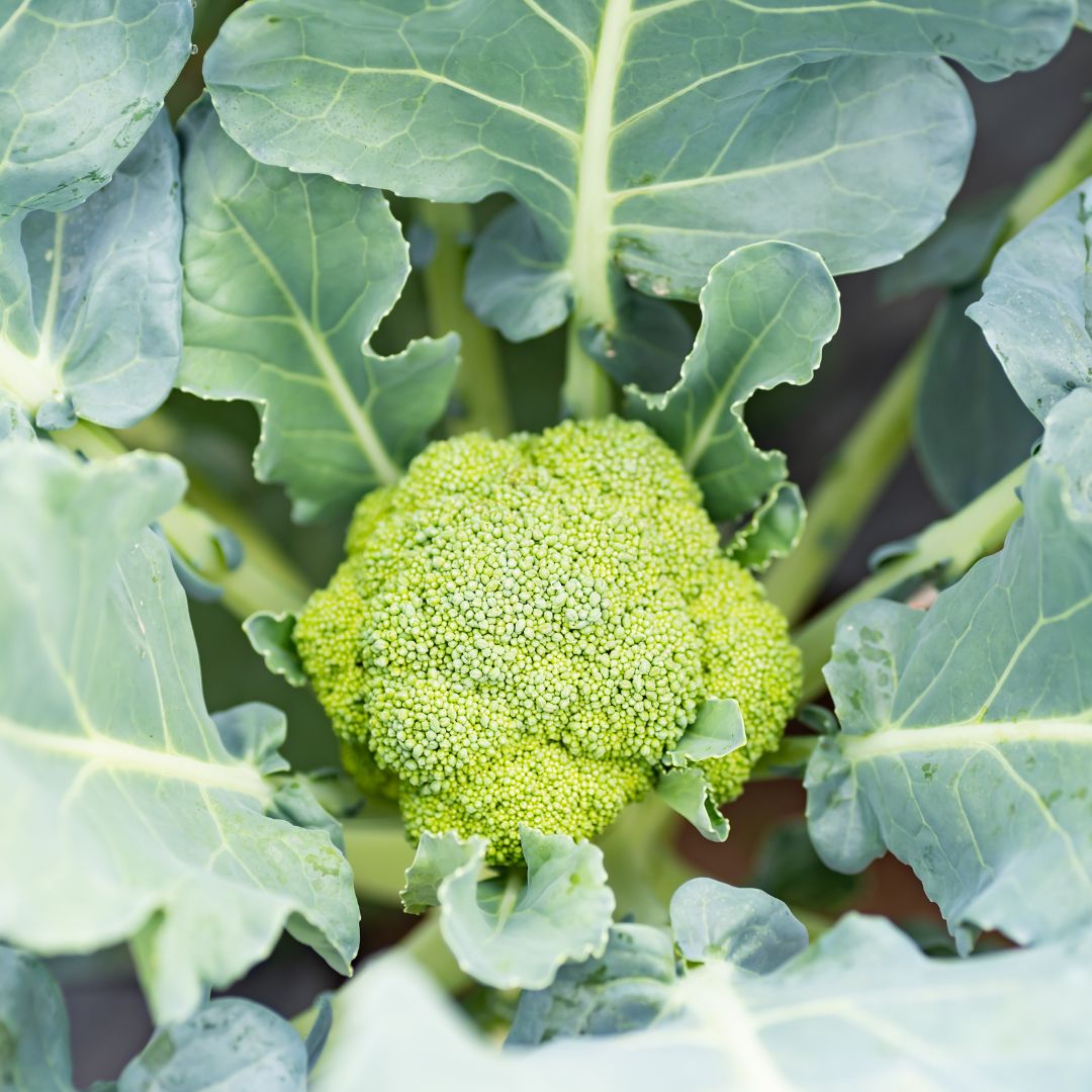 broccolo siciliano con foglie prima della raccolta