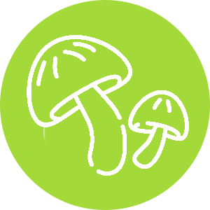 Funghi