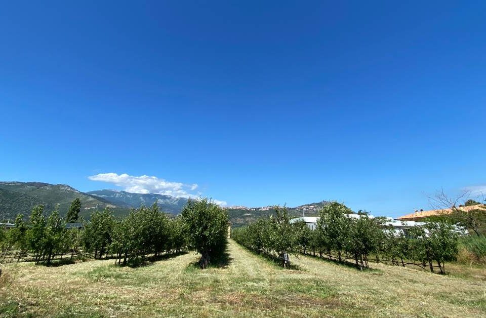 Foto di frutteto con panorama di Sezze sullo sfondo