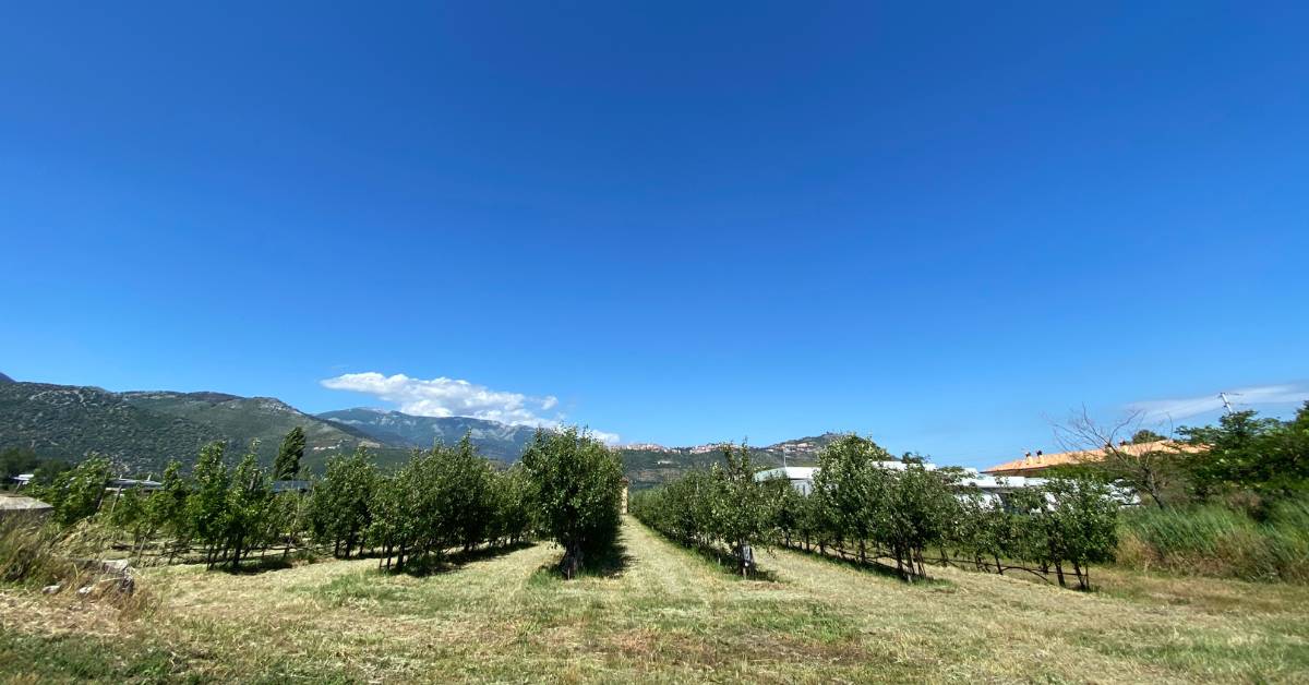 Foto di frutteto con panorama di Sezze sullo sfondo