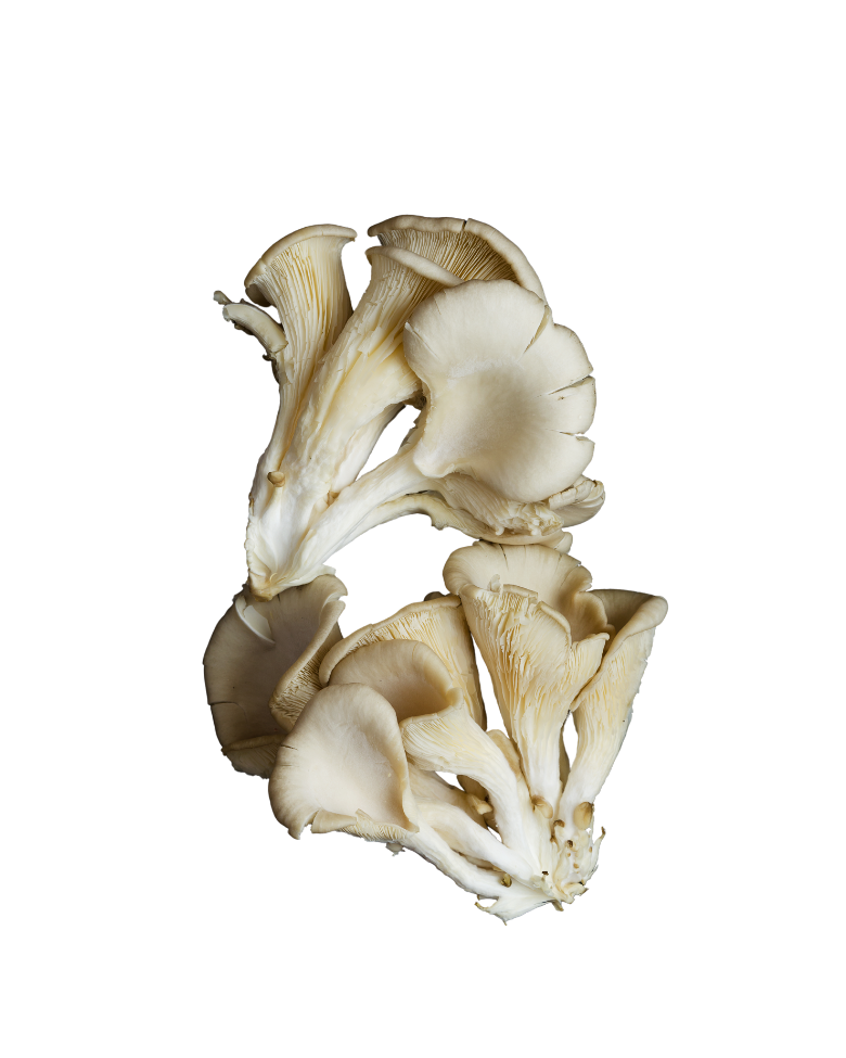 Funghi pleurotus freschi