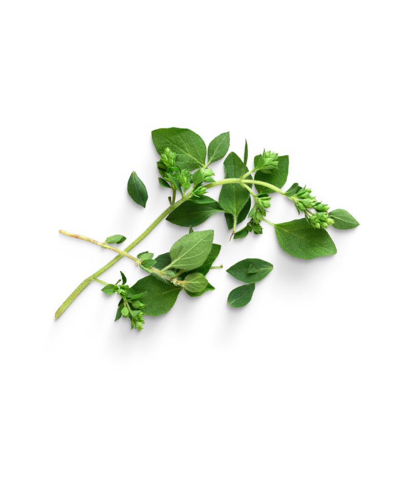 origano