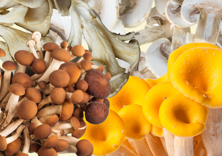 Pattern di funghi freschi