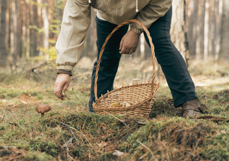 Uomo che raccoglie funghi nel bosco con cesto in mano