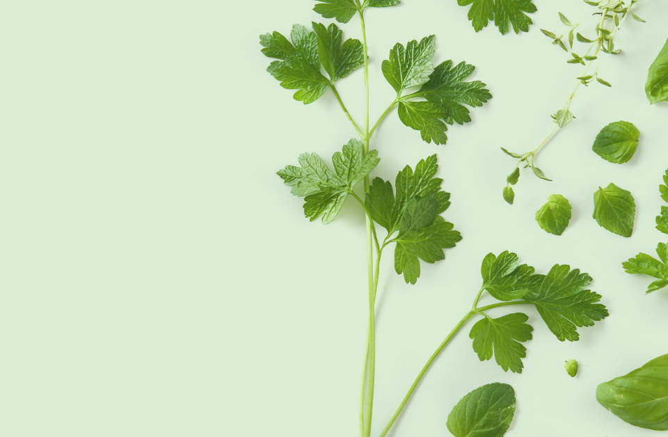 Foglie e rami di erbe aromatiche fresche a destra su sfondo verde chiaro