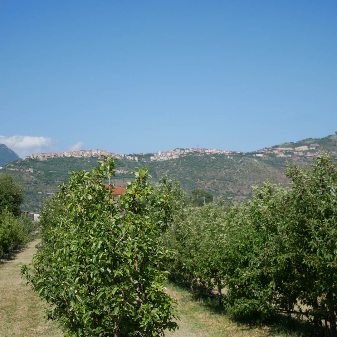 panorama di Sezze con alberi in primo piano