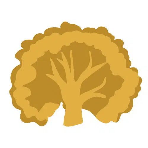 illustrazione cavolfiore arancione tagliato