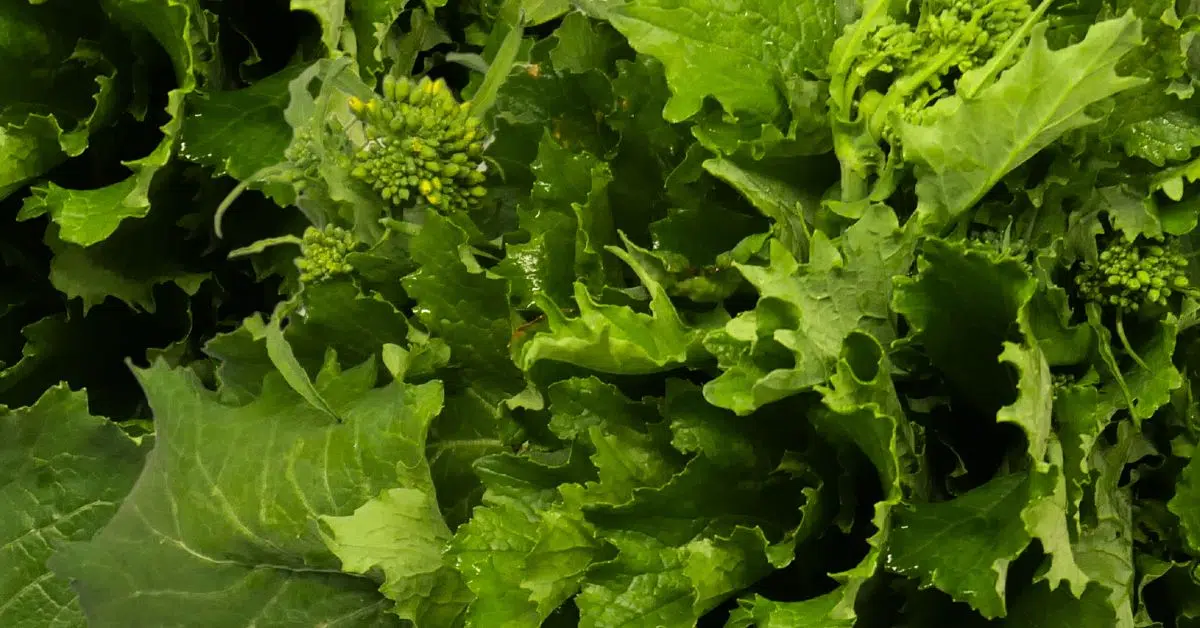 Fogli di broccoletti