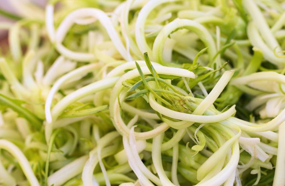 puntarelle