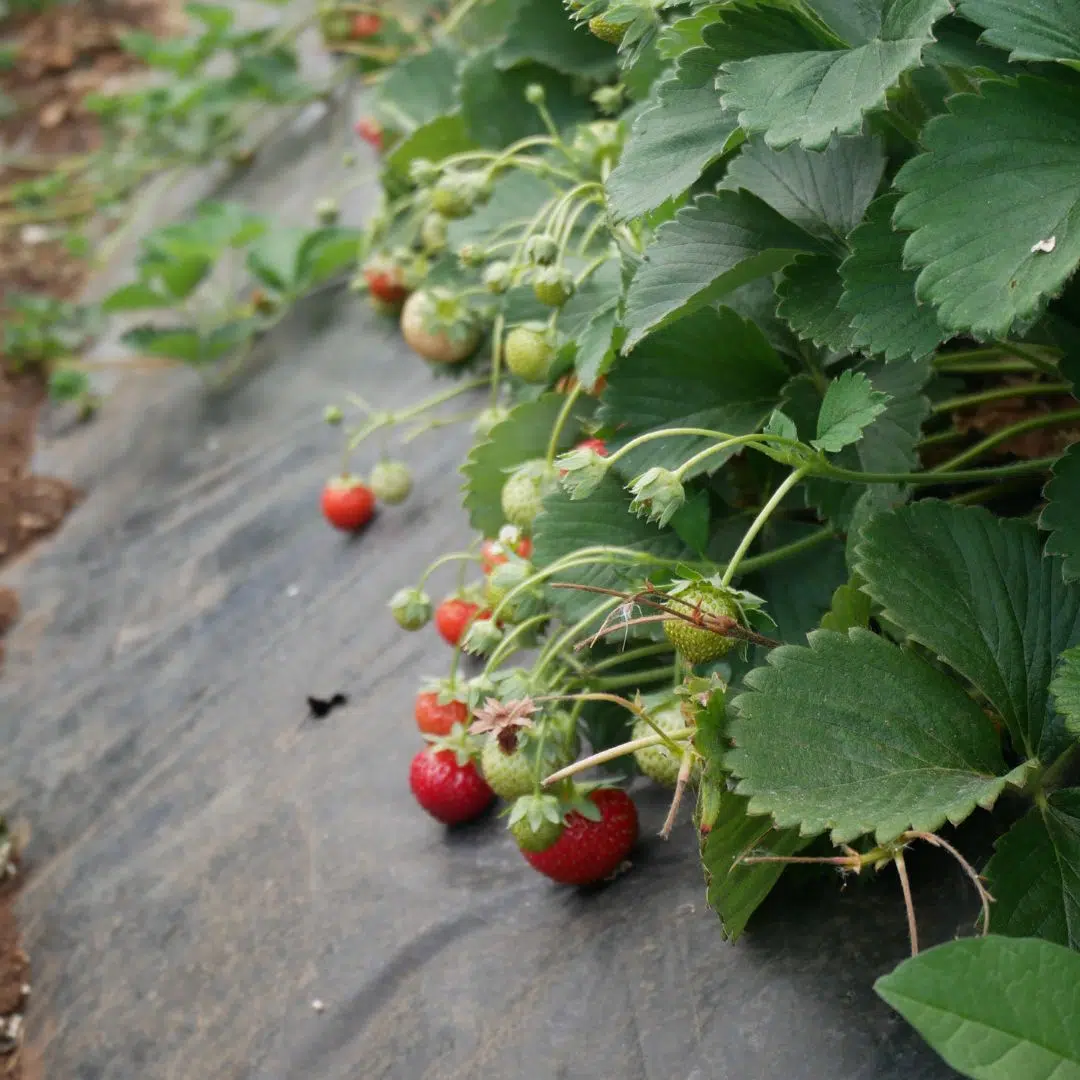 fragole favetta in serra