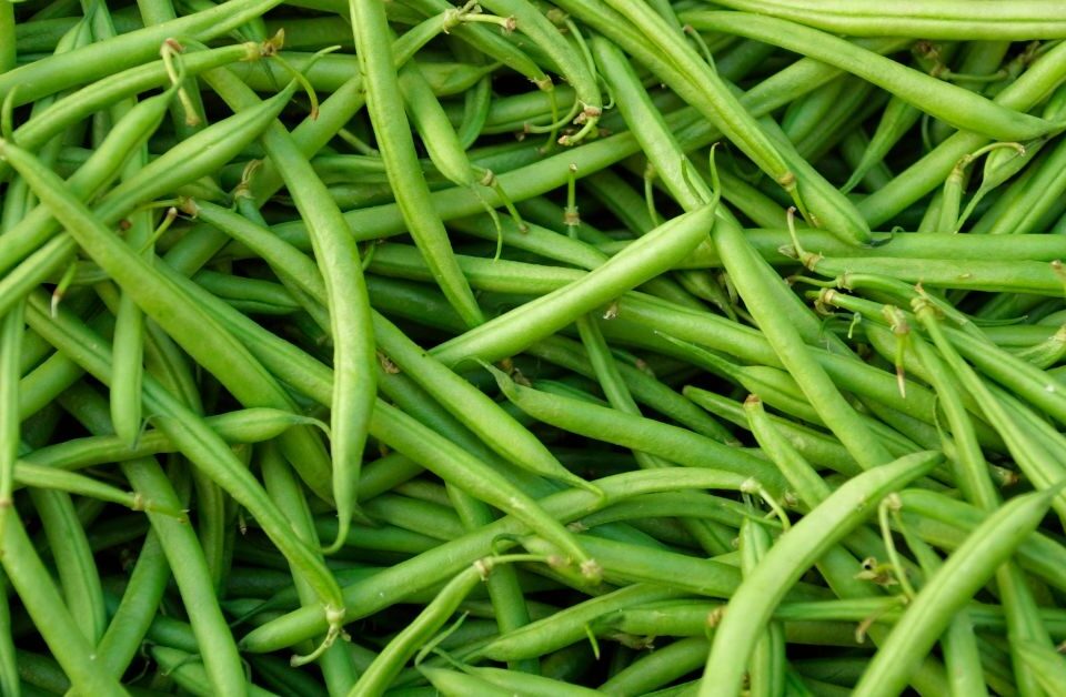 Pattern di fagiolini freschi