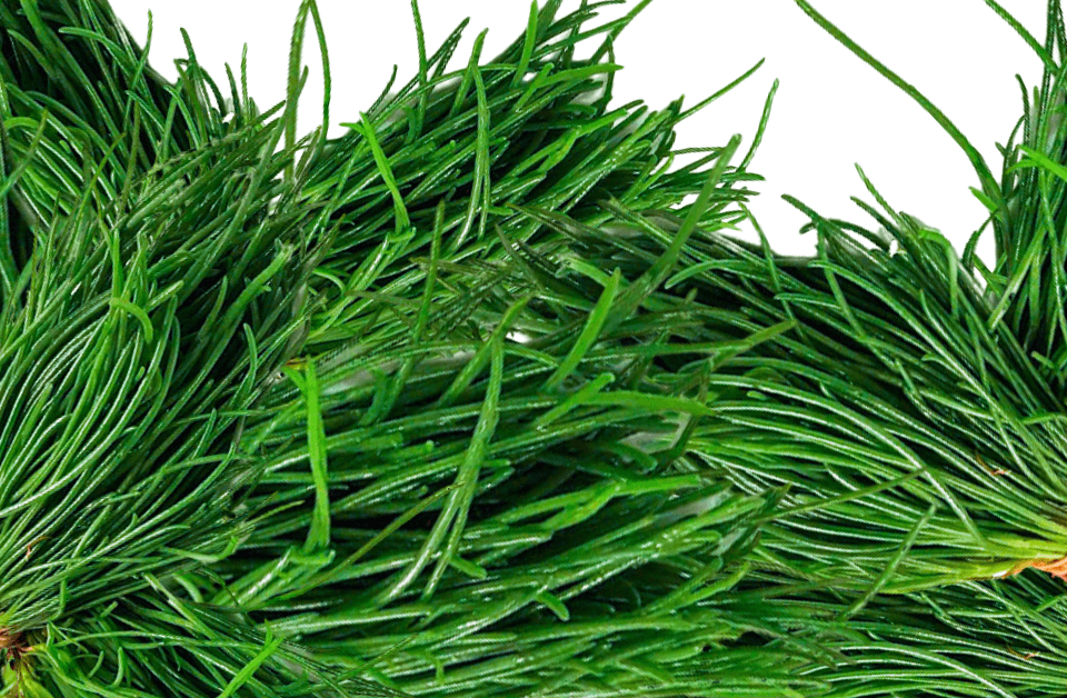 Mazzi di agretti crudi
