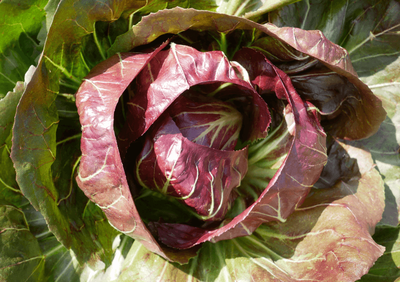 Insalata