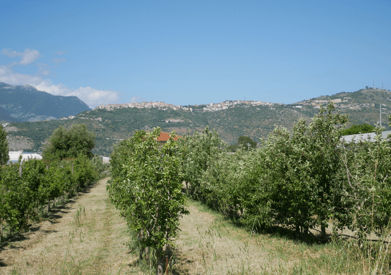 Panorama frutteto con sfondo paese in collina