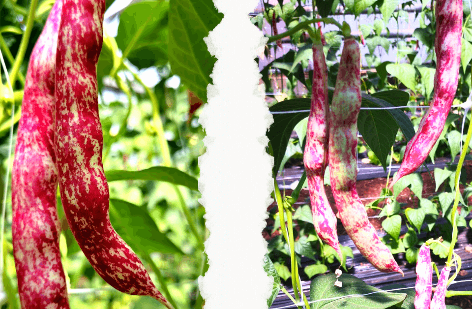 Foto di baccelli di fagioli borlotti