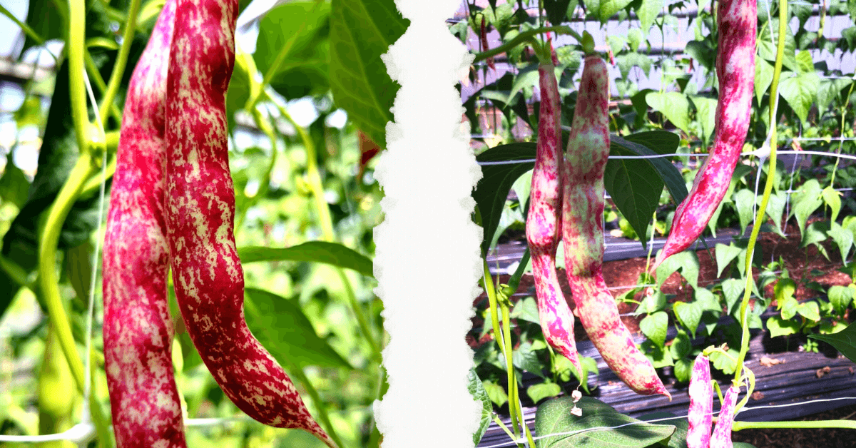 Foto di baccelli di fagioli borlotti