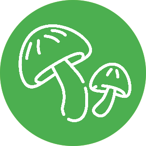 Funghi