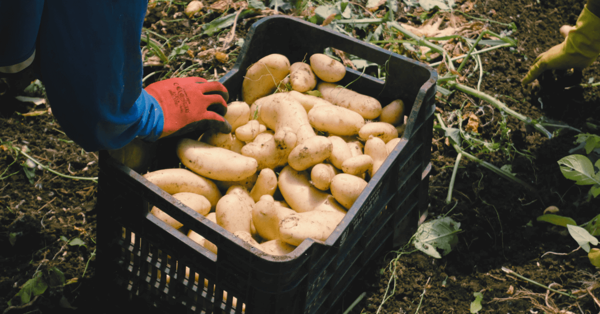 Mano con guanto che mette patate appena colto nella cassetta posata sul terreno