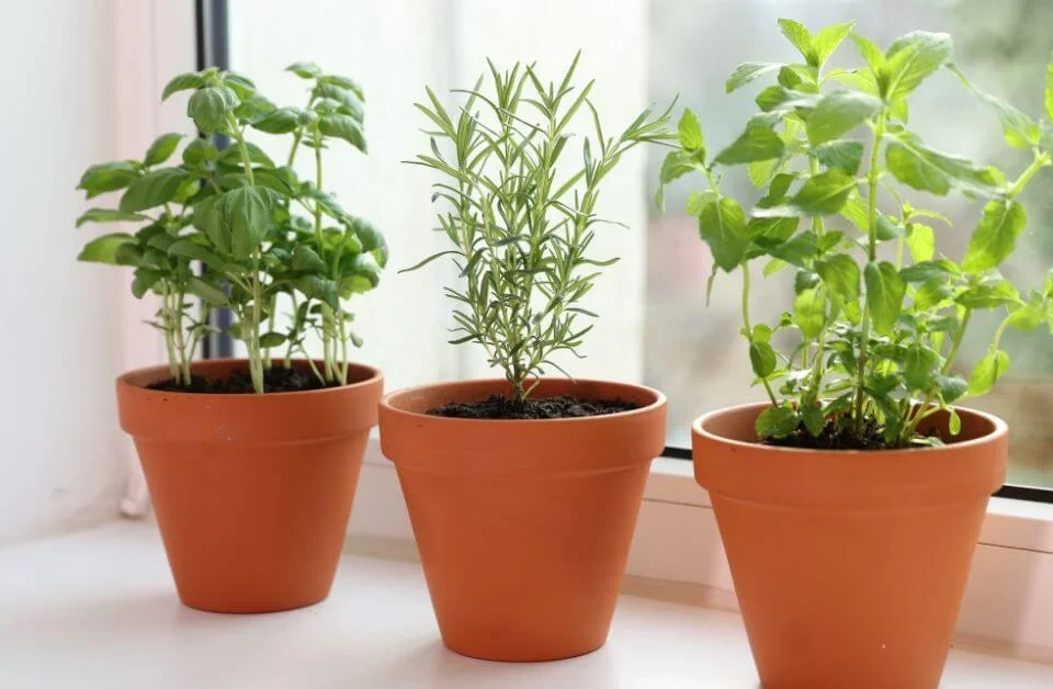 3 vasi con 3 erbe aromatiche sul davanzale di finestra